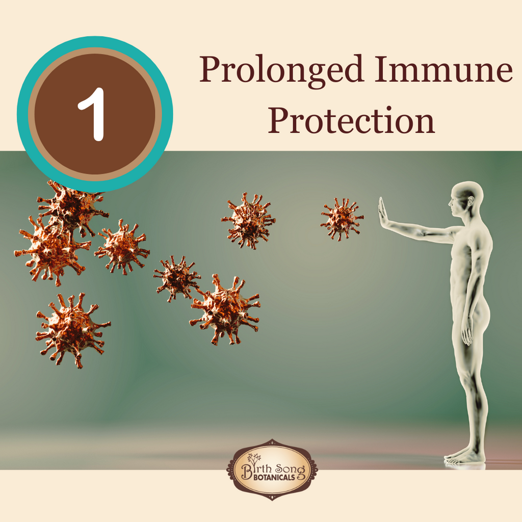 Astragalus Root Complex Immune Support Supplement- Huang Qi