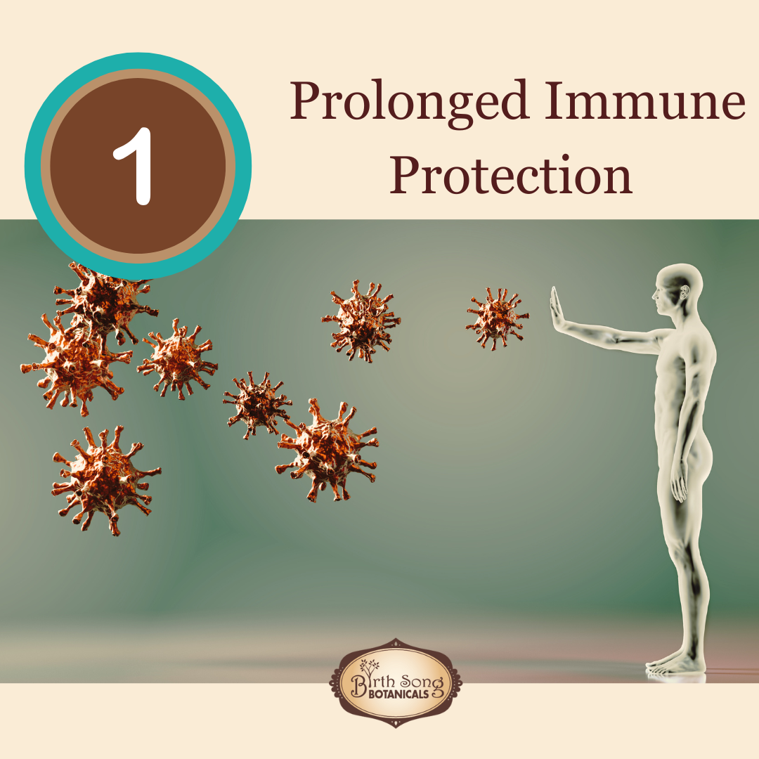 Astragalus Root Complex Immune Support Supplement- Huang Qi