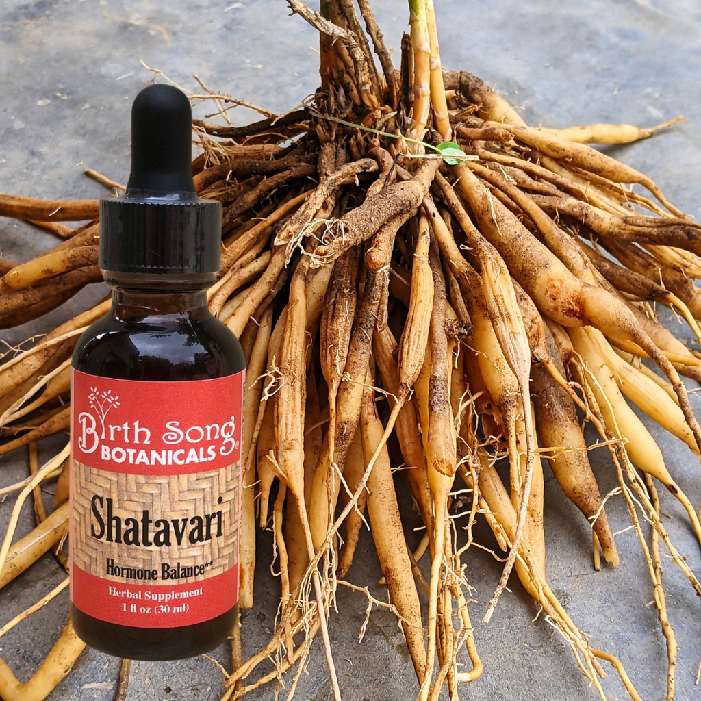 Shatavari Root Supplement for Lactation and Hormonal Support 1 oz.